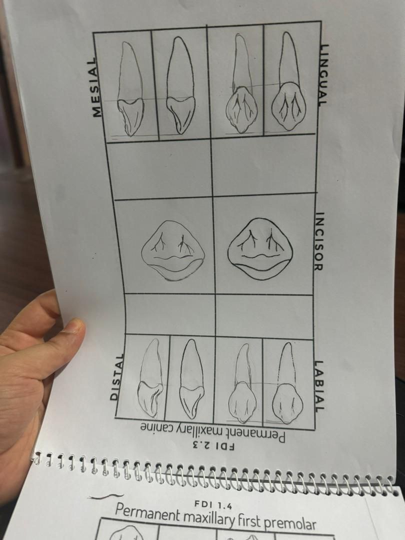 دفتر طراحی آناتومی Sadikov Islambek دفتر طراحی آناتومی Sadikov Islambek